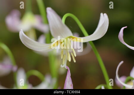 Erythronium 'Kinfauns Pink' flower in April Stock Photo