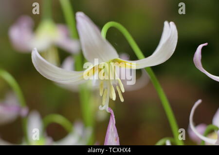 Erythronium 'Kinfauns Pink' woodland spring flower in April. Also called Dogs tooth violet Stock Photo
