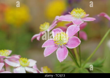 Anemone narcissiflora. Narcissus flowered anemone - pink form, flowering in April Stock Photo