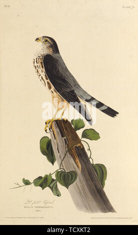The merlin. From 'The Birds of America', 1827-1838. Creator: Audubon, John James (1785-1851). Stock Photo