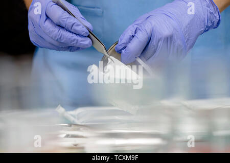 Nurse taking gauze sterile in a hospital, conceptual image Stock Photo