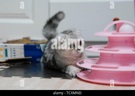 Fold-ear cat kitten cub Stock Photo