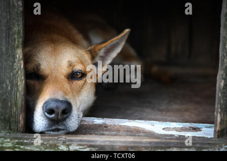 Sad view of an alone brown dog lying in the kennel - an old wooden house Stock Photo
