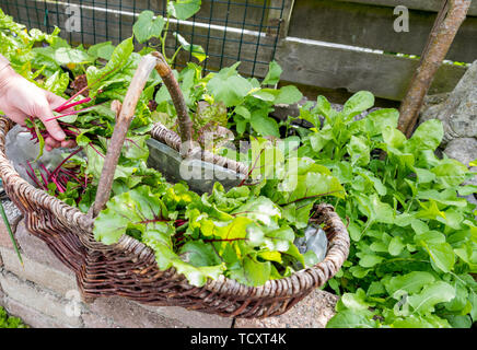 woman busy with harvesting the leaf of red beets in a vegetable garden Stock Photo