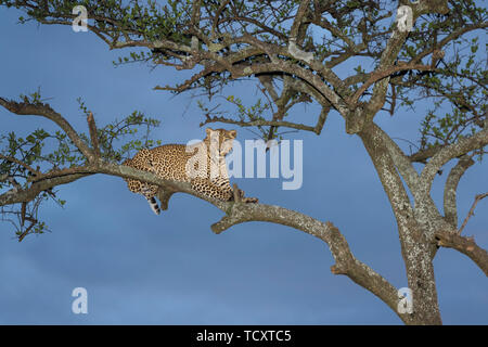 African Leopard (Panthera pardus) lying down in acacia tree, looking at camera, Masai Mara, Kenya Stock Photo