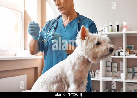 Fearless patient. A middle aged male veterinarian in work uniform is going to make an injection to a small dog sitting on the table at veterinary clin Stock Photo