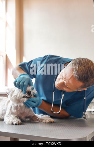 Just two minutes. Kind veterinarian in work uniform and protective gloves checking teeth of a small dog lying on the table in veterinary clinic. Pet c Stock Photo