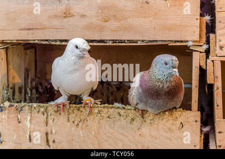 One white and one colorful gray pigeon standing on on the edge of wooden nest. Stock Photo