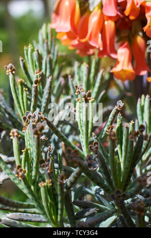 Kalanchoe tubiflora flowers and tiny young plants on the end of the growth Stock Photo