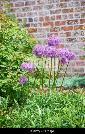 Allium giganteum, common name giant onion Stock Photo