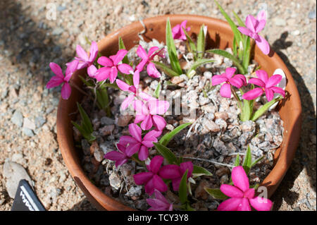 Rhodohypoxis 'Sunburst' growing in a shallow pan in the alpine house at Holehird Gardens, Windermere, Cumbria, UK, GB. Stock Photo