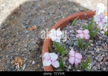 Rhodohypoxis 'Apple Blosum' growing in a shallow pan in an Alpine greenhouse. Stock Photo