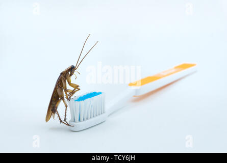 Isolated on white background of Asian Cockroaches are on the toothbrush. Stock Photo