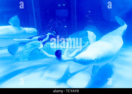 The love of mermaids in Shanghai Haichang Ocean Park Stock Photo