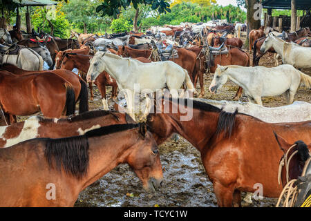 Large group of mules in a farm in Guanacaste province in Costa Rica Stock Photo