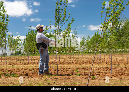 Milton, Kentucky - A worker prunes trees at Abrams Nursery. The nursery sells wholesale to landscapers, developers, and retail stores in the midwest. Stock Photo