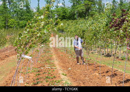 Milton, Kentucky - A worker prunes trees at Abrams Nursery. The nursery sells wholesale to landscapers, developers, and retail stores in the midwest. Stock Photo