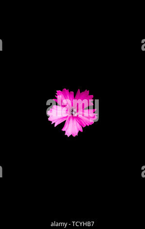 Bright pink flower on black background. Stock Photo