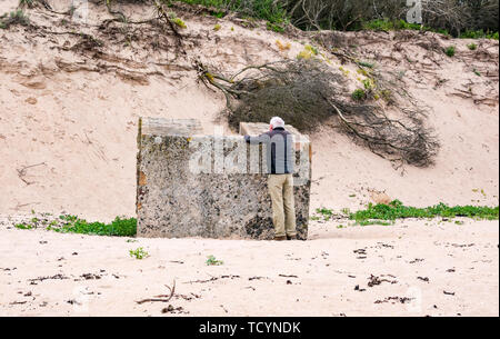 Senior man looking at World War II concrete block buried on Tyninghame beach, East Lothian, Scotland, UK Stock Photo