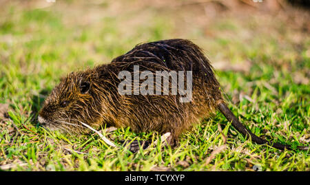 Close up photo of a nutria, also called coypu or river rat Stock Photo