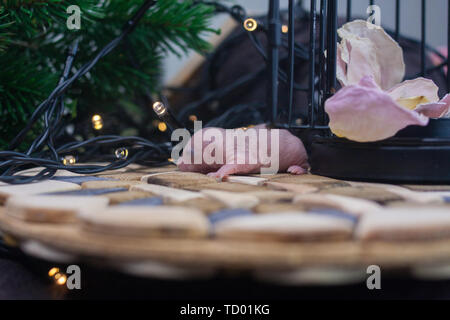 The concept of the first new year. Newborn baby rat on the background of the Christmas tree. Little mouse baby. Stock Photo