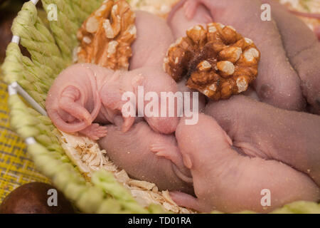 The concept of newborn. The young rats were born. Little mouse children sleep in a basket. Stock Photo