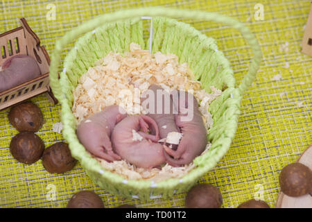 The concept of the family of mice. Little newborn rats sleep in a basket. A lot of young rodents. Stock Photo