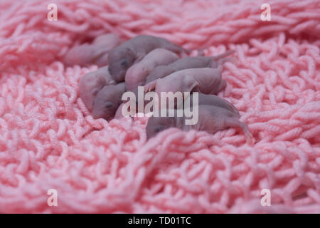 Newborn baby rats are sleeping. Mouse children lie on a pink blanket. Little bald blind rodents Stock Photo