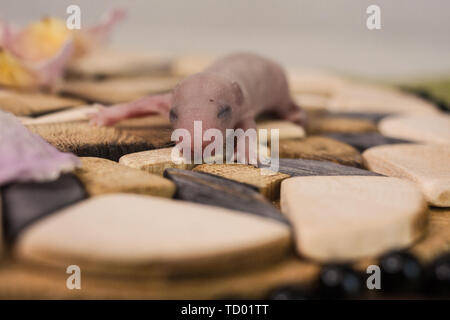 The concept of blindness. The rat cub hadn't opened his eyes yet. Little mouse baby. Newborn rodent. Stock Photo