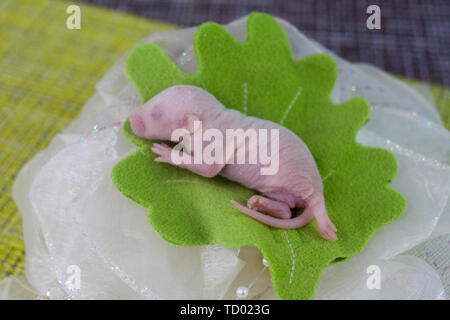 The concept of innocence. Newborn baby rat lies on a green leaf. Little mouse close up. Stock Photo