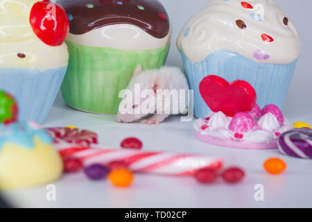 The concept of a children's holiday. Little mouse with colorful sweets. Rat on the background of cupcakes and candy. Stock Photo