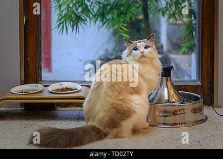 Oh, kitty. Stock Photo