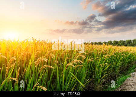 Ripe rice field and sky background at sunset time with sun rays Stock Photo