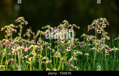 Rehmannia raw medicinal material Stock Photo