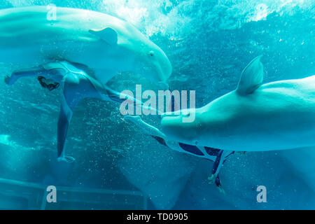 The love of mermaids in Shanghai Haichang Ocean Park Stock Photo