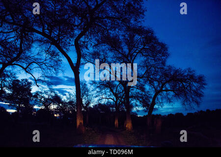 Africa, Zimbabwe, animals, nature pristine, Zambezi river, panorama, night view, starry sky, bonfire, burning clouds, aerial photography, mana photography, forest, sunset, silhouette, adventure, adventure Stock Photo