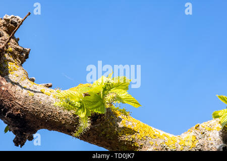 Fresh new spring growth flowers of mulberry tree with stamens, Corsica, France, Europe (blue sky background with copy space) Stock Photo