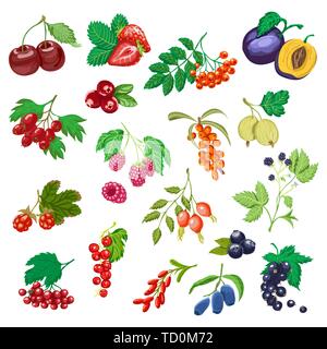 Big set of colored berries. Set of fresh fruits for your design Stock Vector
