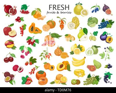 Big set of colored fruits and berries. Set of fresh fruits for your design Stock Vector