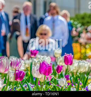 Square frame Colorful tulips and small flowers flourishing on a sunny spring day Stock Photo