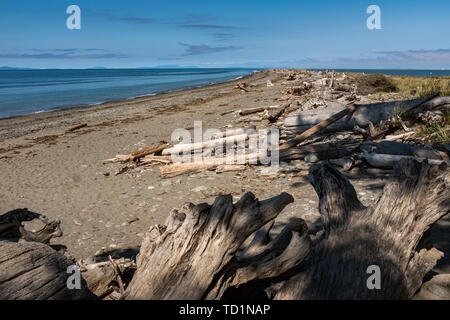 A beautiful sandy beach almost covered in driftwood, clear blue sky, nobody in the image Stock Photo