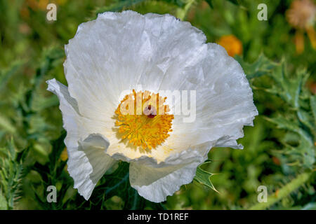Isolated Macro of Beautiful White Prickly Poppy (Argemone albiflora) (Texas Bull Nettle). Close Up Stock Photo