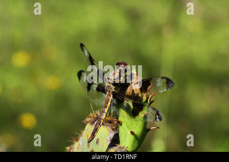 Dragonfly, Twelve-spotted skimmer, Libellula pulchella on Prickly Pear Cactus in Texas Stock Photo