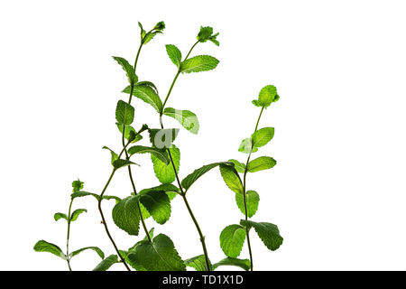 Fresh green mint leaves isolated on white background. Stock Photo