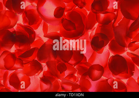 Red rose petals pattern on coral background, isolated. Stock Photo