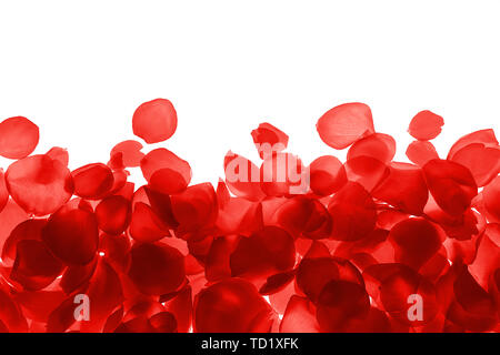 Red coral pink rose petals pattern on white background, isolated. Stock Photo