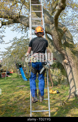 Arborist or Tree Surgeon with a chainsaw and safety ropes climbing a ladder. Stock Photo