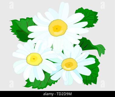 A bouquet of realistic daisies. Pharmacy chamomile isolated on a white background. Vector Stock Vector