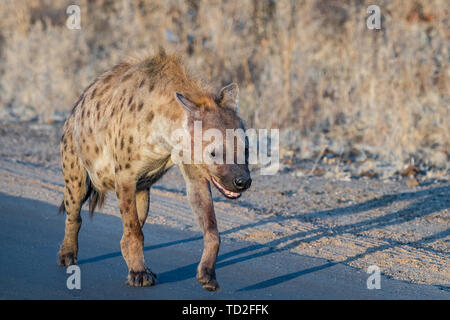 An adult spotted hyena walking in a road at sunrise in the Mpumalanga Province of South Africa Stock Photo