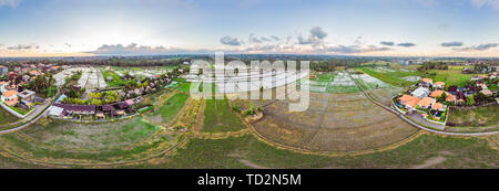 The rice fields are flooded with water. Flooded rice paddies. Agronomic methods of growing rice in the fields. Flooding the fields with water in which Stock Photo